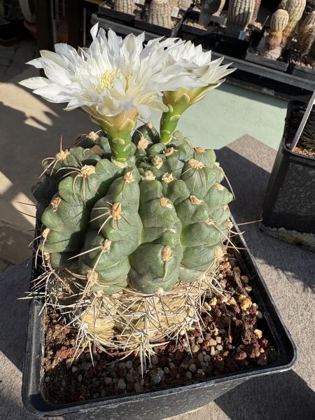 Gymnocalycium multiflorum
